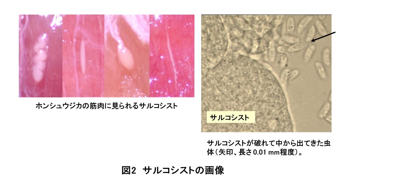 Sarcocystis_2