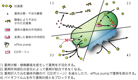 図1　緑膿菌の薬剤耐性メカニズム