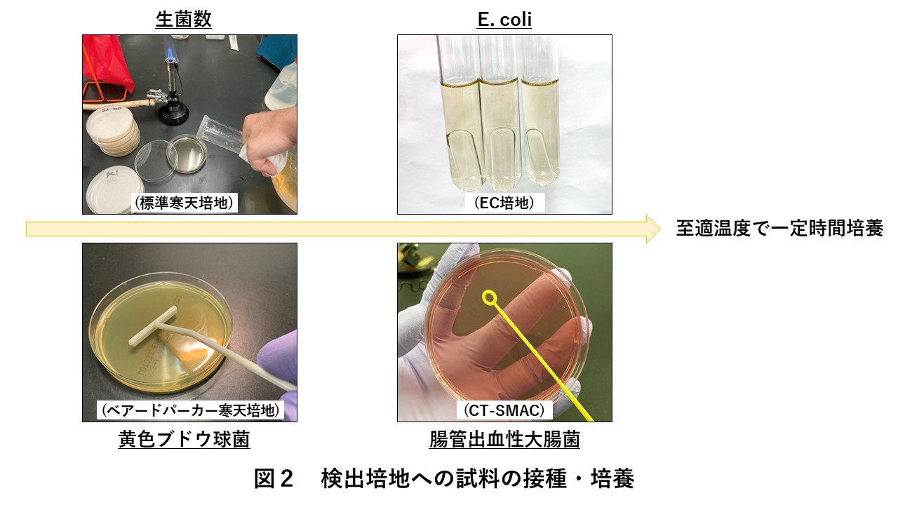 図2検出培地への試料の接種・培養