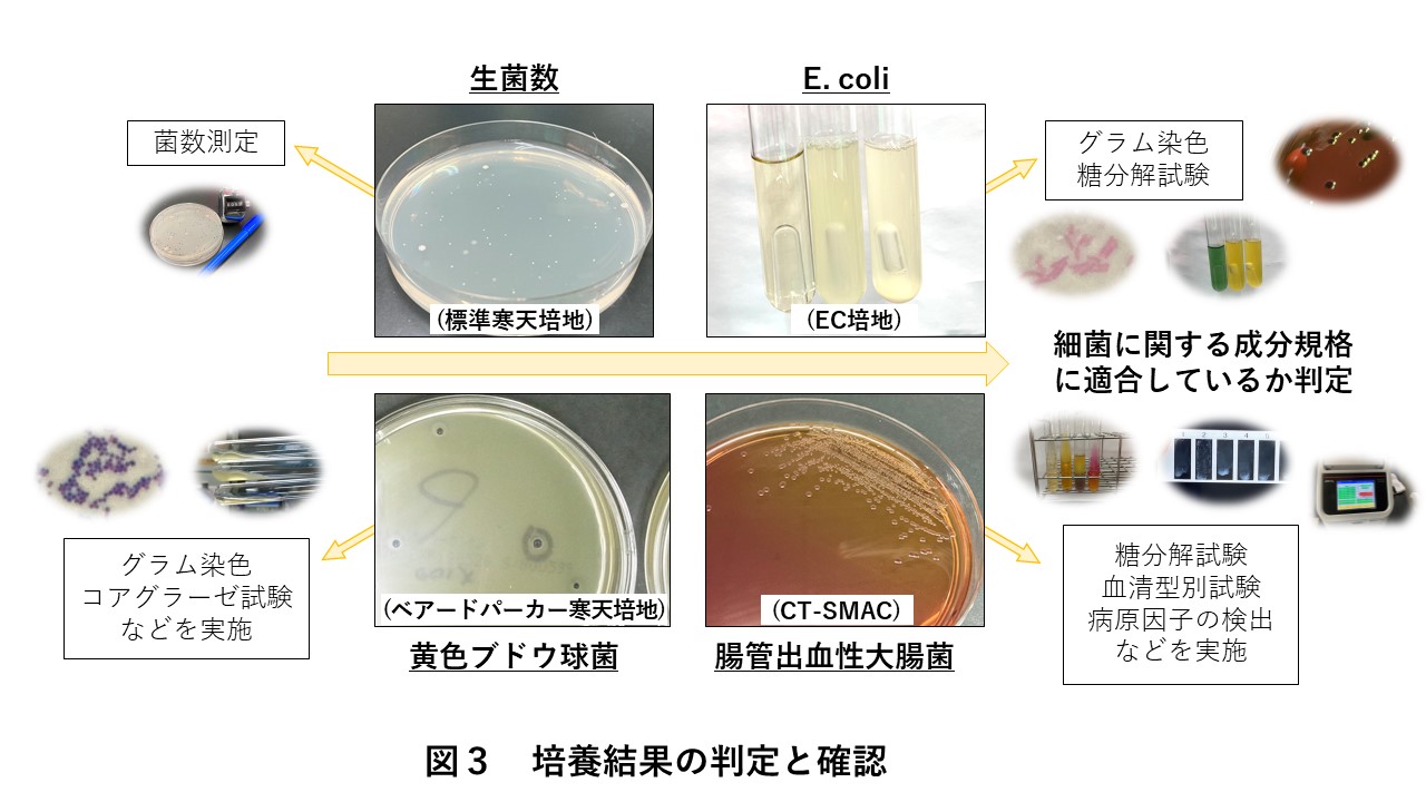 図3培養結果の判定と確認