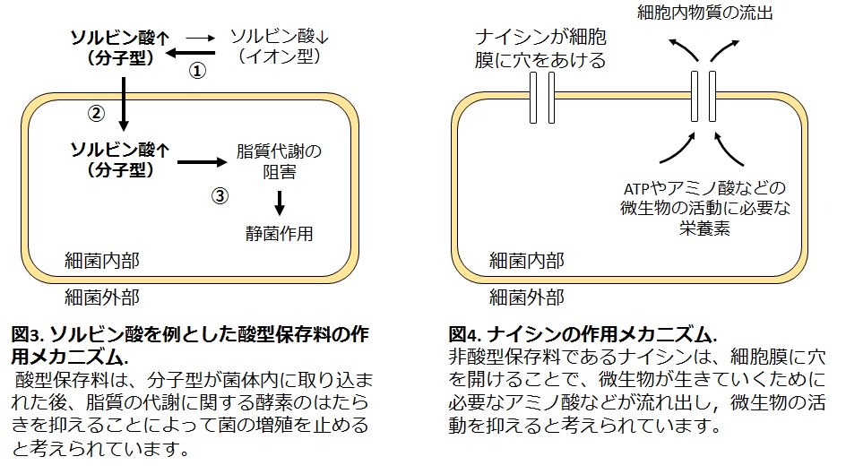 図３と図４：保存料の作用メカニズム