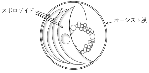 Fig2